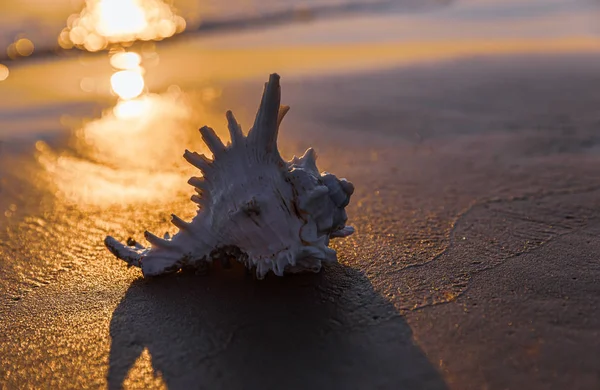 Sea shell lies on the sandy beach — Stock Photo, Image
