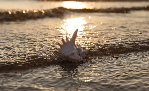 Coquille de mer se trouve sur la plage de sable fin — Photo