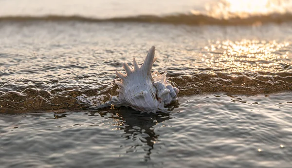 Coquille de mer se trouve sur la plage de sable fin — Photo