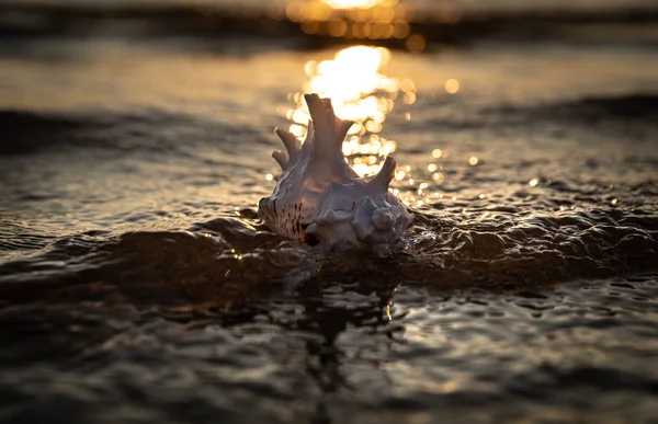 Coquille de mer se trouve sur la plage de sable fin — Photo