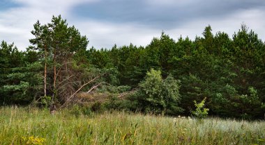 Ormandaki çam ağaçları. 