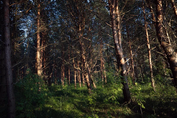 Tall träd i skogen — Stockfoto