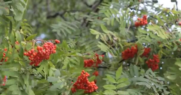 Red Rowan Berries Branches Sway Wind — Stock Video