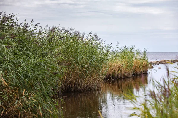 Vass vid havet — Stockfoto