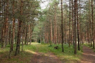 Ormandaki çam ağaçları