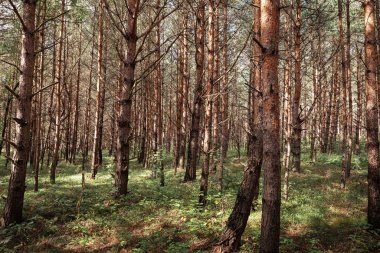 Ormandaki çam ağaçları