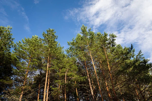 Pine trees in the forest — Stock Photo, Image