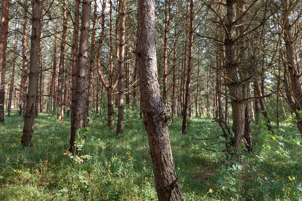 Πεύκα στο δάσος — Φωτογραφία Αρχείου