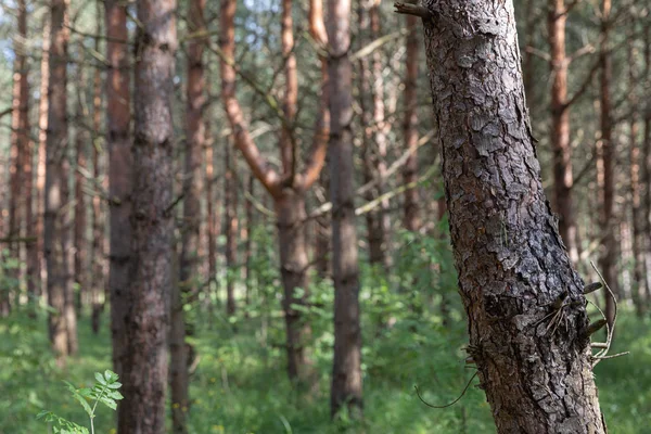 Kiefern im Wald — Stockfoto