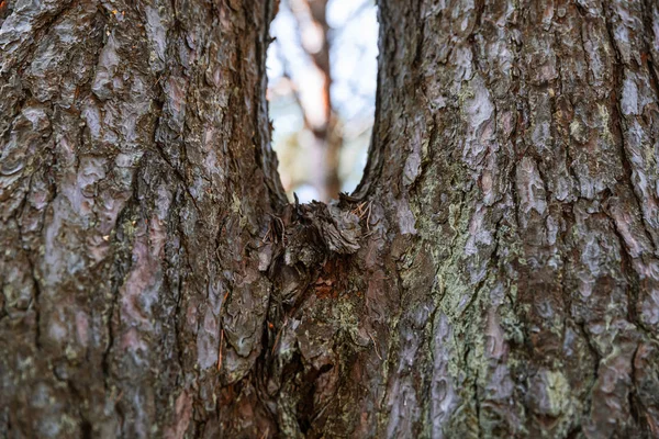 Dennenbomen in het bos — Stockfoto