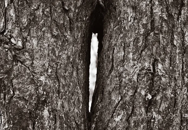 Dennenbomen in het bos — Stockfoto