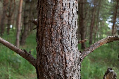 Ormandaki çam ağaçları. 