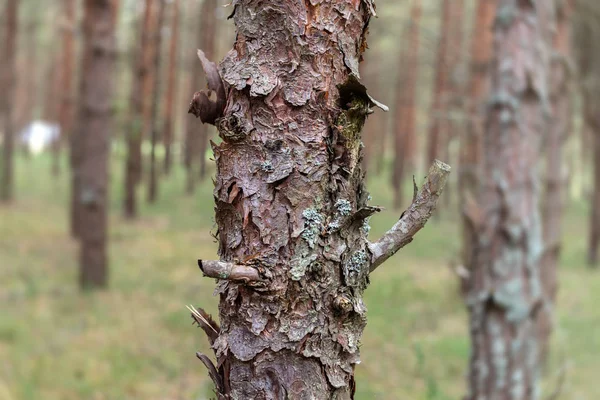 Pinos en el bosque. — Foto de Stock