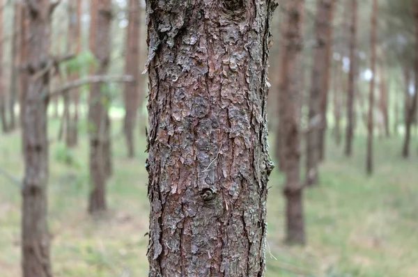 Pinos en el bosque. — Foto de Stock