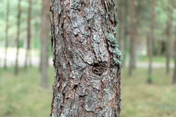 Pinos en el bosque. — Foto de Stock