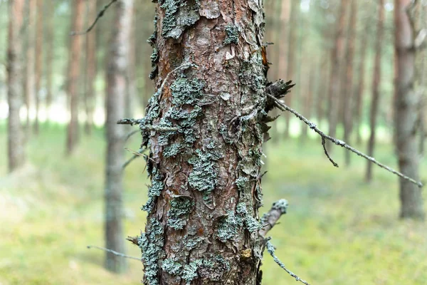 Pinos en el bosque. — Foto de Stock