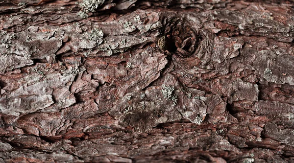 Dennenbomen in het bos. — Stockfoto