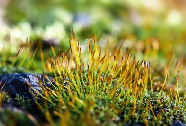 Moss e pedras fundo — Fotografia de Stock