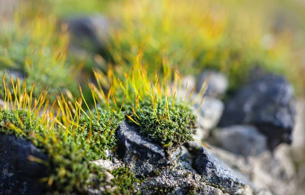 Moss e pedras fundo — Fotografia de Stock