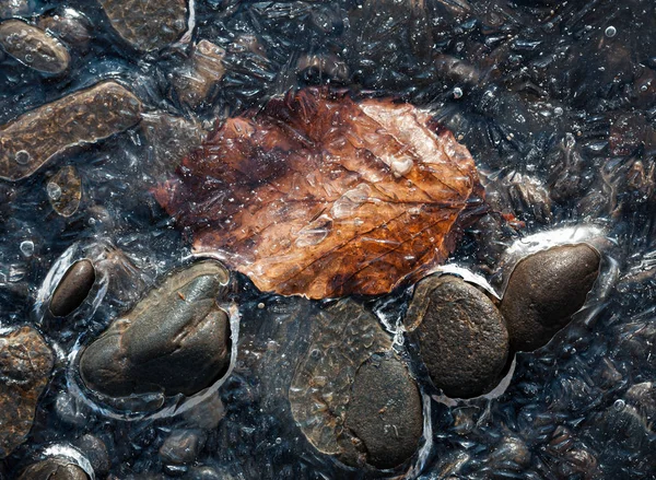 Hoja de otoño congelándose en el hielo —  Fotos de Stock