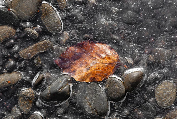 Autumn leaf freezing into ice — Stock Photo, Image