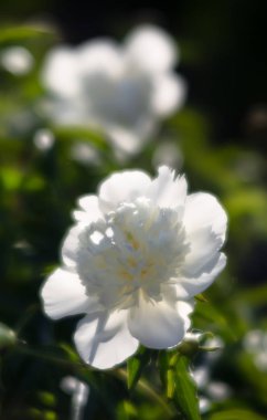 Bahçedeki beyaz şakayıklar