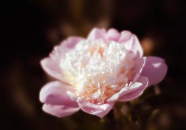 Bahçedeki beyaz şakayıklar