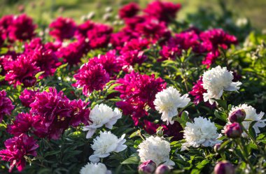 Bahçede beyaz ve pembe şakayık