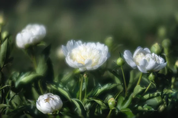 Белые пионы в саду — стоковое фото