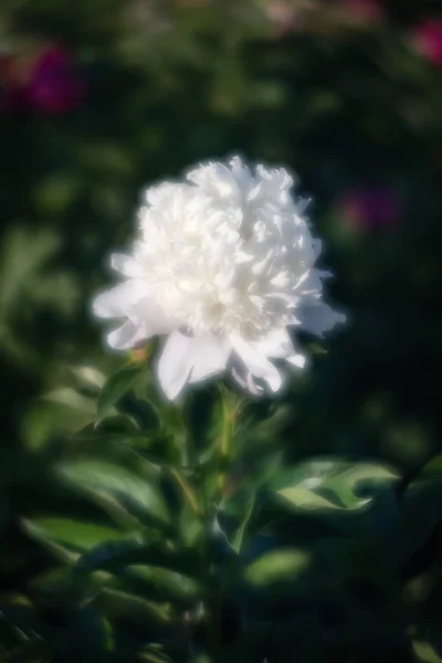 Белые пионы в саду — стоковое фото