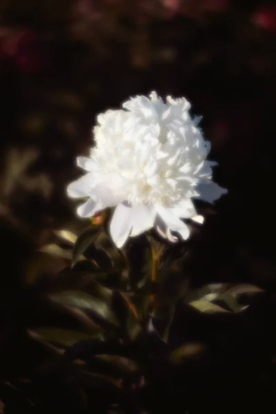 White peonies in the garden — Stock Photo, Image