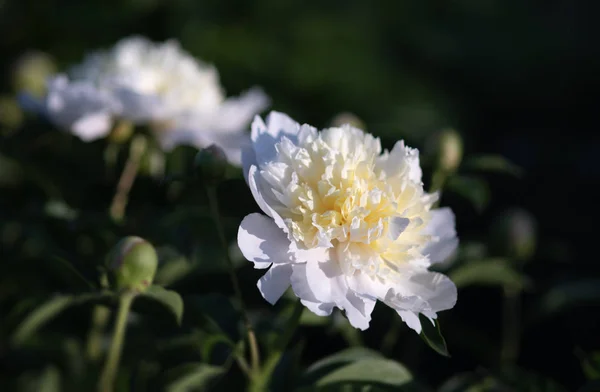 花园里的白牡丹 — 图库照片