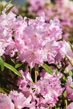Çiçek açan rhododendron bitkileri