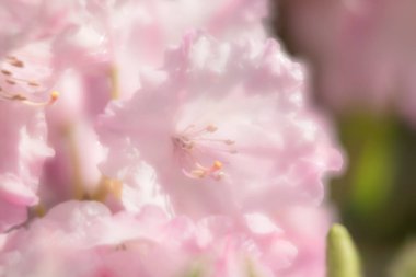 Çiçek açan rhododendron bitkileri