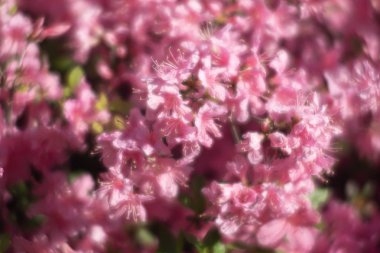 Çiçek açan rhododendron bitkileri