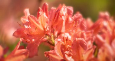 Çiçek açan rhododendron bitkileri