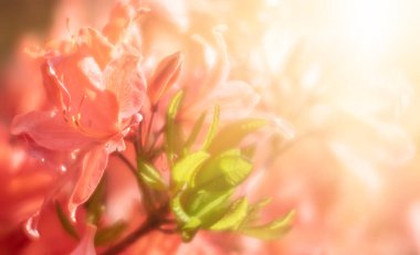 Çiçek açan rhododendron bitkileri