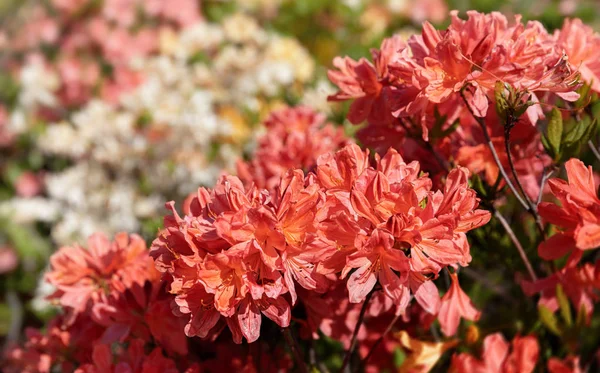 Plantas de Rhododendron en flor — Foto de Stock