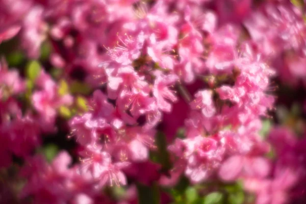 Rhododendron plantas em flor — Fotografia de Stock