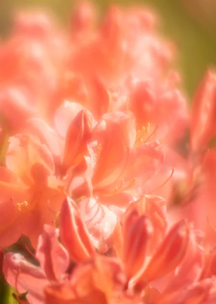 Plantas de Rhododendron en flor — Foto de Stock