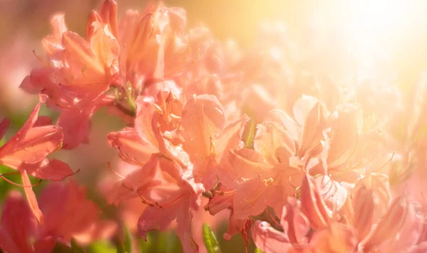 Çiçek açan rhododendron bitkileri — Stok fotoğraf