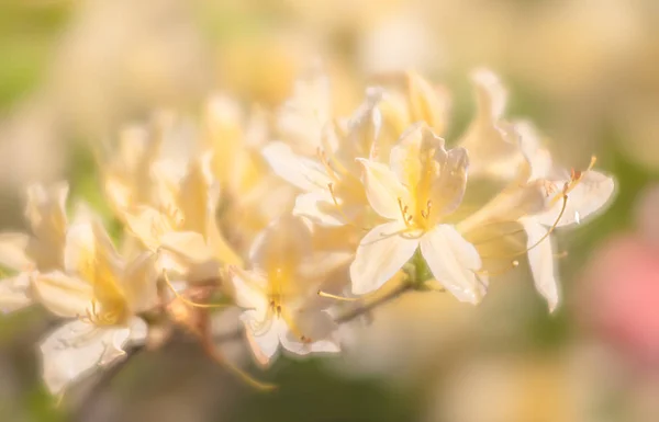 Rhododendron planter i blomst – stockfoto