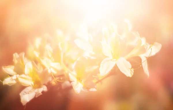 Rhododendron växter i blom — Stockfoto