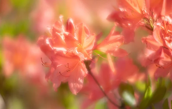 Plantes de Rhododendron en fleurs — Photo