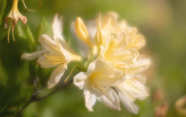 Рододендронные растения в цвету — стоковое фото