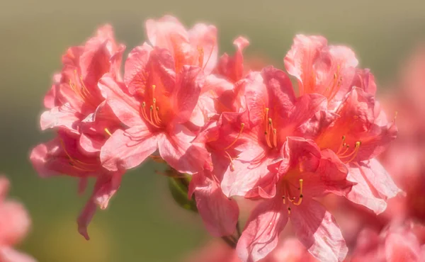 Kvetoucí rostliny Rhododendron — Stock fotografie