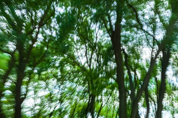 Зеленые деревья в движении размыты — стоковое фото