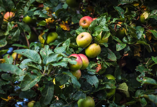 Яблоня с яблоками — стоковое фото