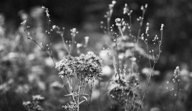 Bir güneş ışığında yabani çim ile Sahne