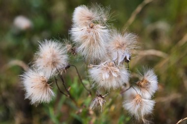 Bir güneş ışığında yabani çim ile Sahne